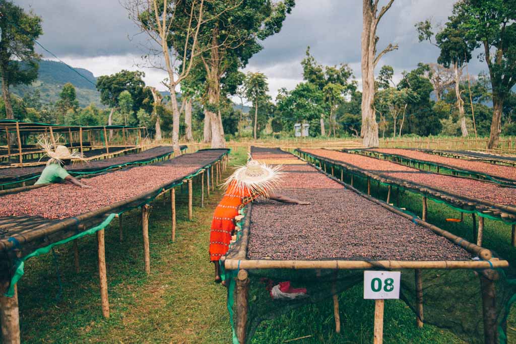 Kawa Ziarnista Espresso: Etiopia, Guji 250 g