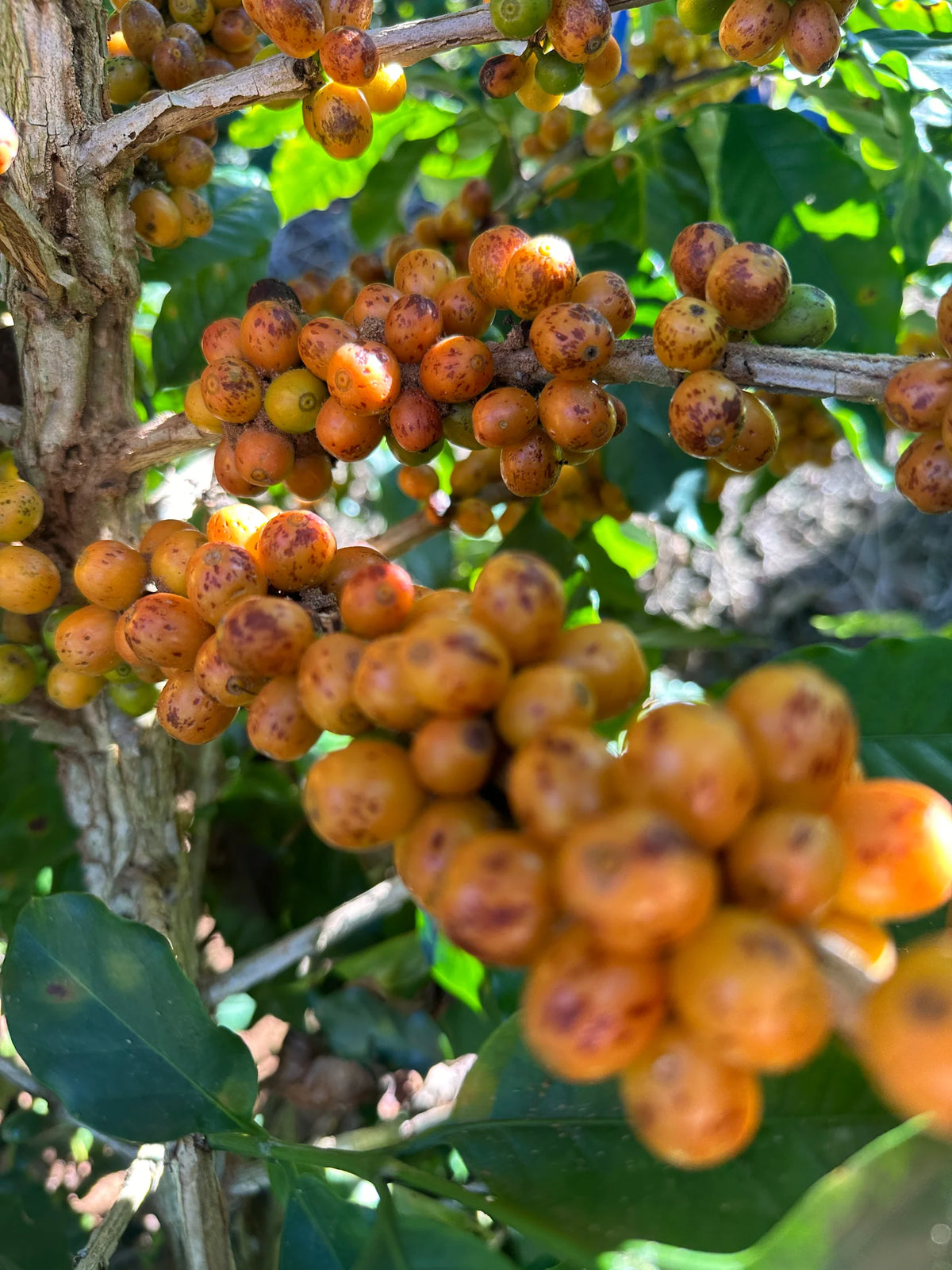 Kawa Ziarnista Espresso: Brazylia, Fazenda Sertaozinho 250 g